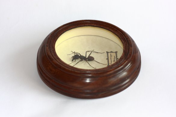 Гигантский муравей - Camponotus gigas