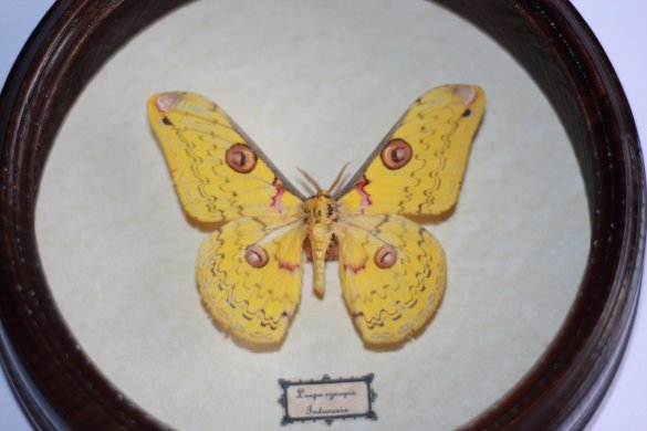 Бабочка - Loepa cynopis. Индонезия. d - 170 мм