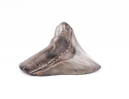 Целый зуб акулы Мегалодон, 94 мм, Коллекционный! Редкий!