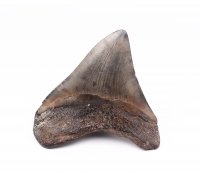 Целый зуб акулы Мегалодон, 94 мм, Коллекционный! Редкий!
