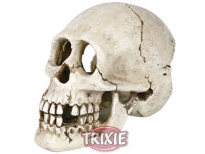 Череп человека, 15 см, (макет), Trixie