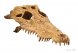 Череп крокодила ExoTerra Crocodile Skull (макет)