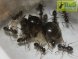 Lasius niger (матка+10-20рабочих+личинки+яйца 2019год)