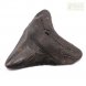 Целый зуб акулы Мегалодон, 95 мм, Коллекционный!