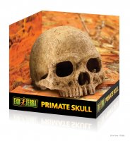 Череп человека ExoTerra Primate Skull (макет)