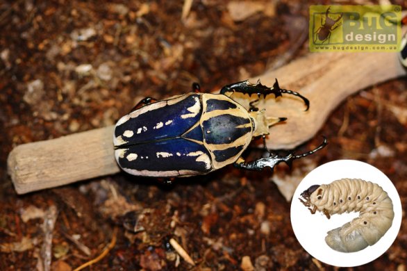 Mecynorrhina torquata ugandensis (Blue) пара личинок третьей стадии (L3), самец и самка