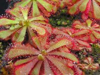 Drosera aliciae (mixed white and pink flowered forms, Tsisicama National Park, Eastern Cape, South Africa) (Росянка) семена - 10 шт.