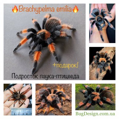 Brachypelma emilia (підліток 2см по тілу, розмах лап 5см)