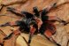 Brachypelma emilia (подросток 2см по телу, размах 4-5см)