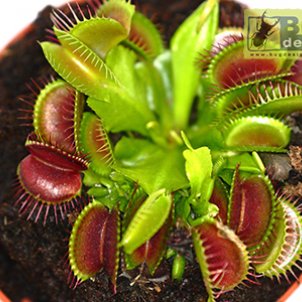Как содержать Венерину мухоловку (Dionaea muscipula)