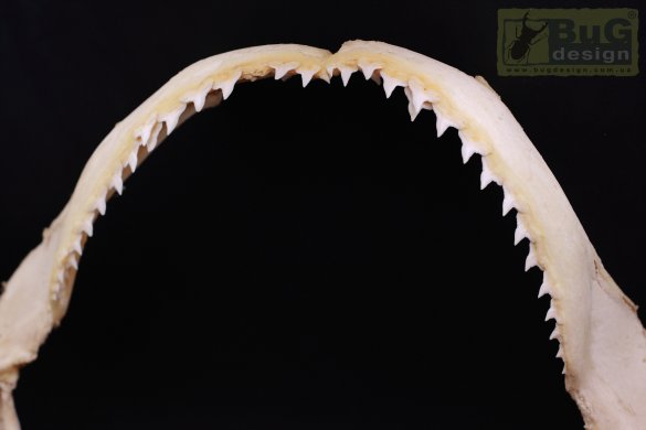 Челюсть акулы Carcharhinus obscurus