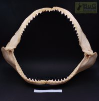 Челюсть акулы Carcharhinus obscurus