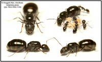 Camponotus piceus (матка+личинки+яйца)(2018год)