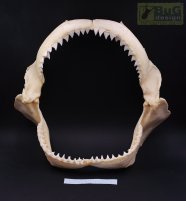 Челюсть акулы Carcharhinus altimus