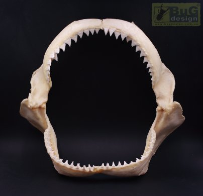 Челюсть акулы Carcharhinus altimus