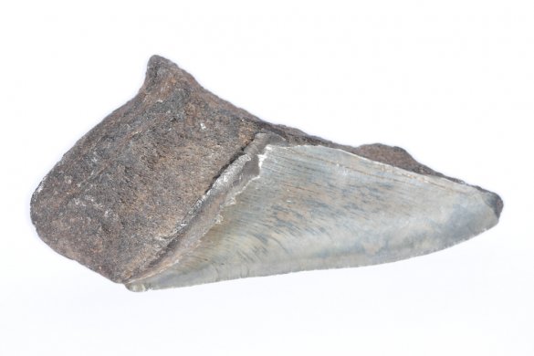 Половинка зуба Мегалодона, 135 мм