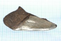 Половинка зуба Мегалодона, 135 мм
