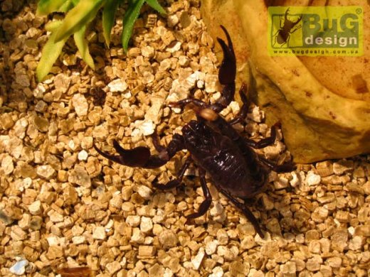Pandinus imperator (Императорский скорпион) малыш L4-5