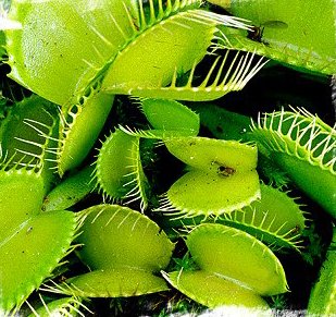 Dionaea muscipula (All Green Form Mix) (Микс зеленых разновидностей) (Венерина мухоловка) семена - 10 шт.