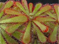 Drosera aliciae (large form, fuzzy scapes) (Росянка) семена - 10 шт.