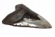 Целый зуб акулы Мегалодон, 151 мм, Коллекционный!