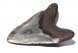 Целый зуб акулы Мегалодон, 151 мм, Коллекционный!