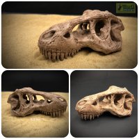Череп T-Rex (тиранозавра), 6.5 см (окрашен)