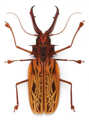Macrodontia cervicornis (Peru) (упаков.)