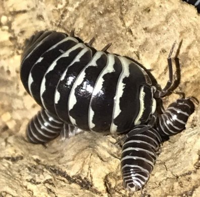 Armadillidium maculatum “Zebra”, подросток (4-6мм)