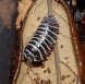 Armadillidium maculatum “Zebra”, подросток (4-6мм)