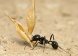 Messor structor (муравей-жнец) (матка+10-20 рабочих)(2022год)