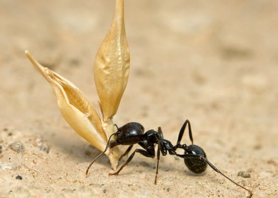 Messor structor (муравей-жнец) (матка+30-50 рабочих муравьёв)(2022год)