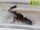 Camponotus herculeanus (матка+яйца+личинки+до10рабочих),2020год
