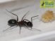Camponotus herculeanus (матка+яйца+личинки+до10рабочих),2020год