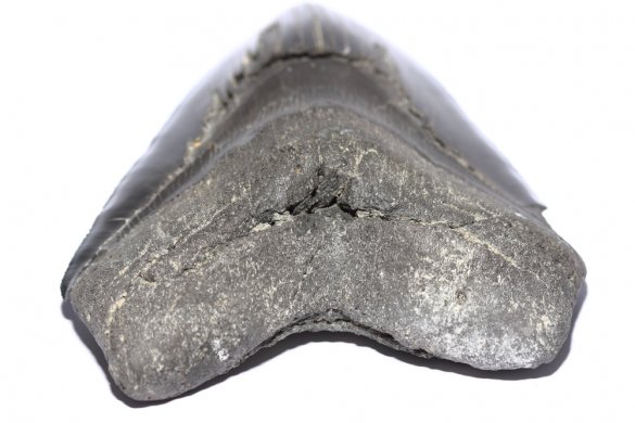 Целый зуб акулы Мегалодон, 138 мм, Коллекционный!