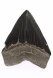Целый зуб акулы Мегалодон, 138 мм, Коллекционный!