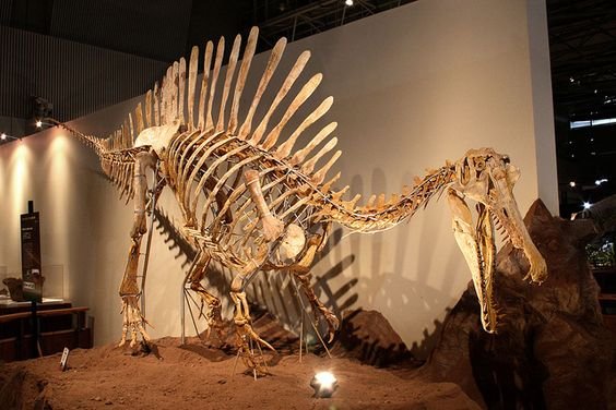 Зуб Спинозавра (Spinosaurus aegyptiacus), 70 мм