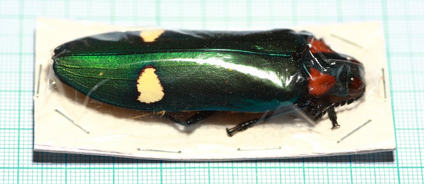 Megaloxantha mouhoti (North Thailand) упаков.
