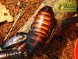 Мадагаскарский шипящий таракан, взрослая пара
