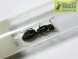 Camponotus vagus (гігантський мураха) (матка+до10 робочих+личинки+яйця) (2022рік)