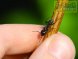 Camponotus vagus (гигантский древоточец) (матка+личинки+яйца+до 5 рабочих)(2020год)