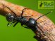 Camponotus vagus/гигантский древоточец(матка+лич+яйца)(2022год)