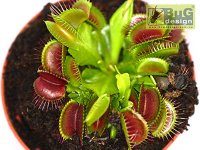 Dionaea muscipula Mix (Микс разных видов) (Венерина мухоловка) семена - 20+ шт.