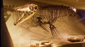 Скелет мозазавра в музее