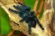 Avicularia geroldi (Взрослая самка)