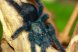 Avicularia geroldi (Взрослая самка)