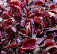 Dionaea muscipula (All Red Form Mix) (Микс красных разновидностей) (Венерина мухоловка) семена - 10 шт.