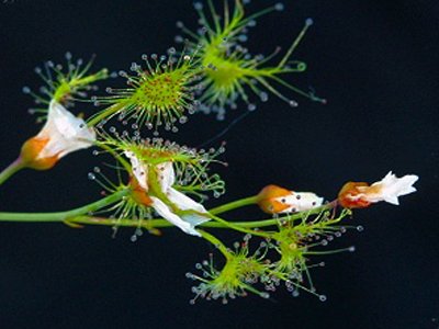 Drosera peltata (white flower, Bendigo, Australia) (Росянка) семена - 10 шт.