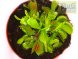 Венерина мухоловка Гигант, крупное растение (8-14 ловушек) + грунт + горшок
