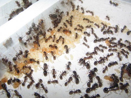 Messor structor (муравей-жнец) (матка+10-20 рабочих)(2022год)
